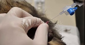 A veterinarian installs a urinary catheter in a cat with a urethral blockage. A cat with urinary retention due to urethral stones. The veterinarian flushes the cat's urethra using a catheter.