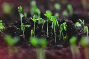 Beyond the Elements: Life