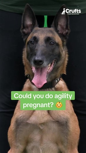 Helen, you dropped this 👉👑 #agility #belgianshepherd #malinois