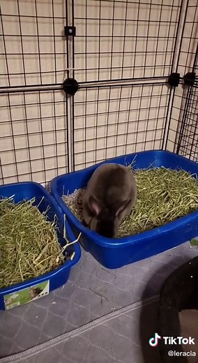 Identifying Pregnancy Symptoms in Rabbits