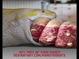 Snake Vore - Endless Possibilities!