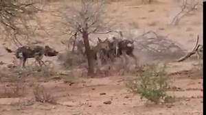 743K views · 10K reactions | Wild dogs tear up a pig with frightening ferocity  | Daily Echoes | Facebook