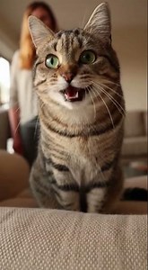 dangerous movement 🤣 Watch this cat breakdance fail #cat #meme #dance