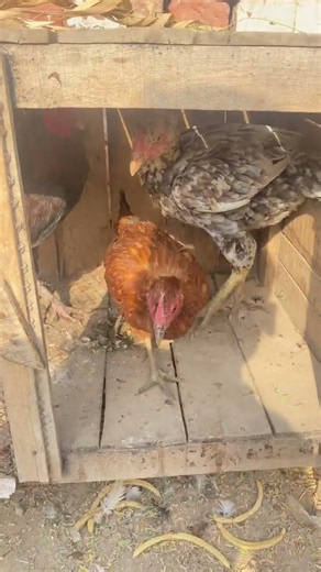 Aseel Hen Sitting On 15 Eggs! 🥚 Can She Hatch Them All? (Day 1)
