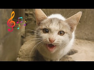 Small Kitten LOUD, Deep Meow Sound 🔊 Distress Cry Cold or Pain kitten video