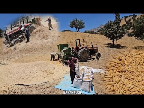 🏔️ Harvesting Crops in the Zagros Mountains | The Hidden Life of Iranian Nomads 🌾