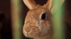 What Smells Do Rabbits Hate? {Liked vs. Disliked Smells} - Pocket Pet Central