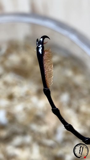 A Hissing Fancy Beetle? Rehoming Video! ASMR | Elytra