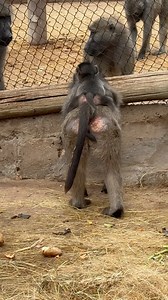 98 reactions · 5 comments | Orphan Violet has a happy ending! - -...