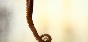 Happy Cephalopod Week from Science Friday