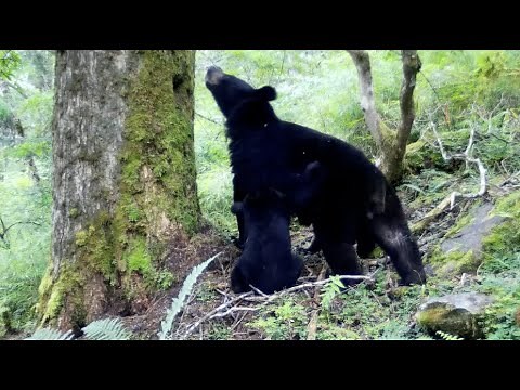 Asian Black Bear Captured Feeding for First Time in China