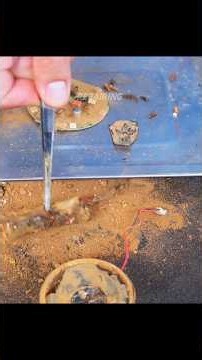 "I Bought an Old JBL Flip 6 for $200 & Restored It!" #JBLFlip6#Restoration#SpeakerRepair#Repair