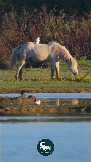 Camargue Horse 🤍🌊 The Wild Spirit of Southern France