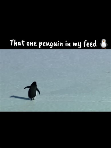 The Depressing Penguin: A Viral Sensation