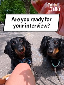 Standard Dachshund Meet: Friendly Dogs at the Park