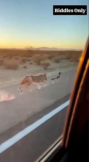Road Runner vs Coyote in Real Life 😂🐦🐺