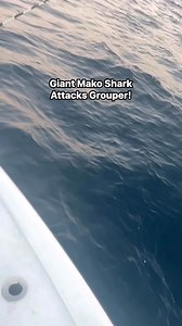 Giant Mako Shark Attacks a Grouper while offshore fishing #makoshark #sharkfishing #tampaflorida | Groupermvp