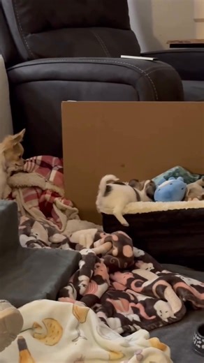 Arwen toy box digging •⁣⁣⁣⁣⁣⁣⁣⁣⁣⁣⁣⁣⁣⁣⁣⁣⁣⁣⁣⁣⁣⁣⁣⁣⁣⁣⁣⁣⁣⁣⁣⁣⁣⁣⁣⁣⁣⁣⁣⁣⁣⁣ 🎥 @winstonthelonghairedchihuahua #chihuahua | Chihuahua Lovers