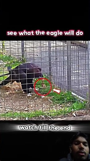 Golden eagle vs great egret#trending#animals #wildlife #goldeneagle #egret#shorts #youtubeshorts