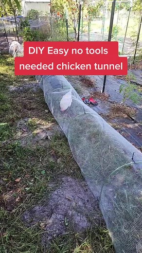 DIY Chicken Tunnel: Predator-Proof Garden Hoop Setup
