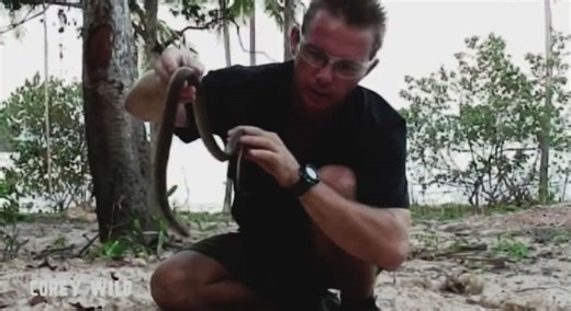 Attempting to calm aggressive wild spitting cobra during rescue