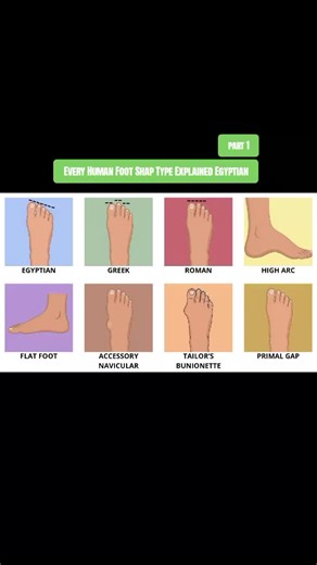 Every Human Foot Shap Type Explained Egyptian part 1 #explanation #fyp #viralvideomillionofviews #growaccount #followformorecontent✔