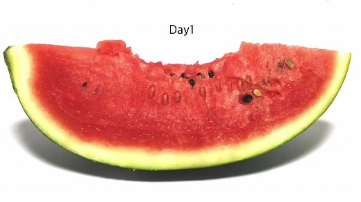 Watermelon Timelapse Experiment: Day 6