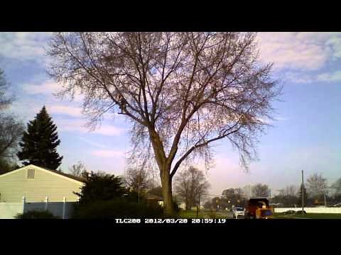 Silver Maple Tree Trimming Livonia, MI.mp4
