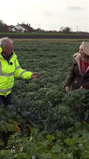 How long does it take to grow Brussels sprouts? Can you guess before sprout grower James reveals the answer? a) 6 months b) 12 months c) 2 years Discover this and more of the farming magic behind your favourite Christmas traditions in our Festive Farming Quest live lessons. Catch up on the lessons 👉 https://ow.ly/Ekow50XGabJ @nfueducation | Back British Farming NFU