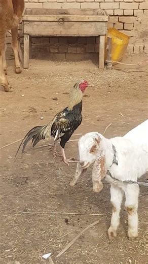 Java aseel murga #aseel #aseelmurga #roosterfarm #hiphoporrap #birds