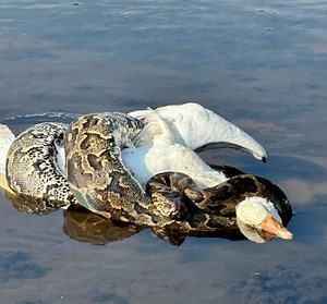 WATCH: Incredible footage catches python eating a goose in Oribi Gorge [VIDEO & PICS] | South Coast Herald