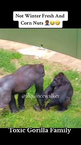 Winter Fresh & Corn Nut Is Crazy 🤦🏾‍♂️💀💀 #fyp #voiceover #gorilla #toxicgorillafamily #alquincewalker #toxicrelationship #comedy #skit #funnyanimals | Alquince So'stupid Walker
