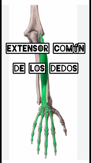 Extensor Común de los Dedos: Anatomía y Función