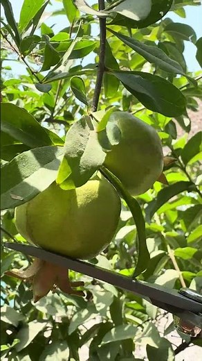 How to Protect Pomegranates from Insect Pests #satisfying #pruning #farming #shorts