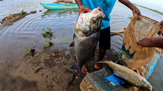 8.2K views · 81 reactions | Amazing!! Big Fish Catching in Village Biggest Catla Fishing #fishinglife #fish #fisherman | The Fisherman | Facebook