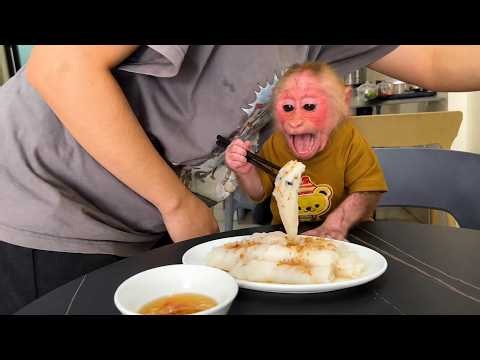 Cute Monkey Bibi Wakes Up Mom For Breakfast!