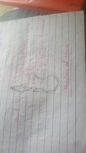 Draw a well-labelled diagram of the structure of a sperm.... | Filo