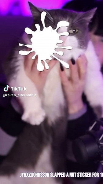 Witch Cat or Real? Unraveling the Mystery of Cats