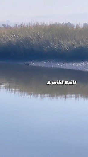 2.1K views · 43 reactions | This was our final Ridgway’s Rail release...