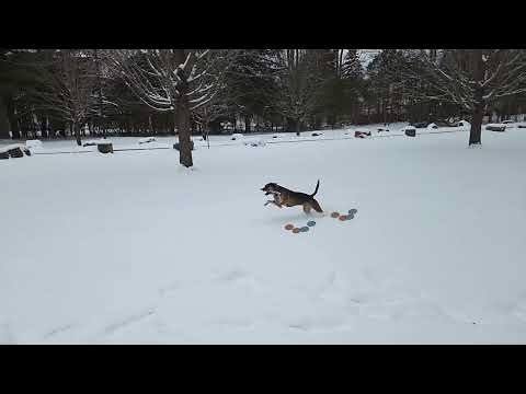 Boots galloping with tracking diagram