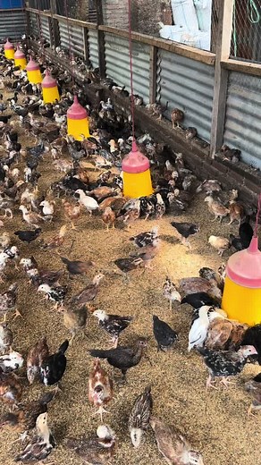 Budidaya Ayam Kampung: Tips dan Teknik dari Peternak Muda