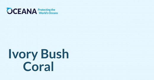 Ivory Bush Coral | Oceana