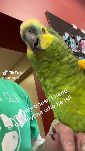 TikTok - Make Your Day