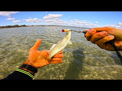 Flats Fishing for Whiting - On POPPERS!!