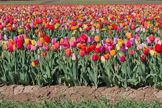 This Virginia Farm's Tulip Field Feels Like Visiting The Netherlands