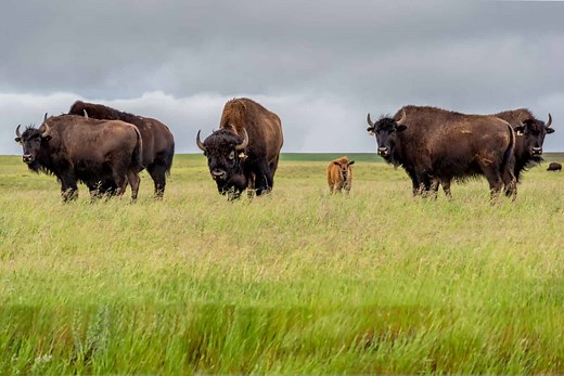 Male vs. Female Bison: 5 Key Differences