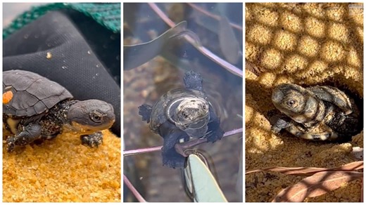 Perth Zoo shares ADORABLE video of tiny endangered tortoises