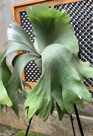 Beautiful Silver Velvet Staghorn Fern Care Guide