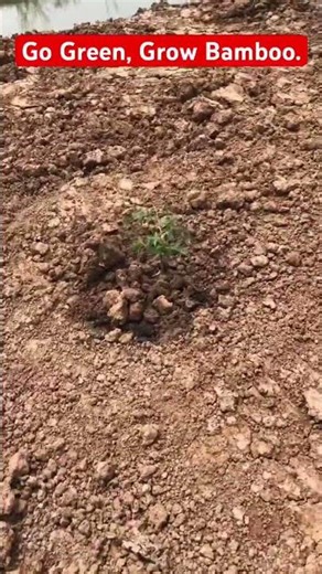 Carbon capture through bamboo.