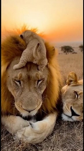 Lion Loses His Mind After Cub Poops on His Head #Lion #LionCub #Wildlife #FunnyAnimals #Savanna